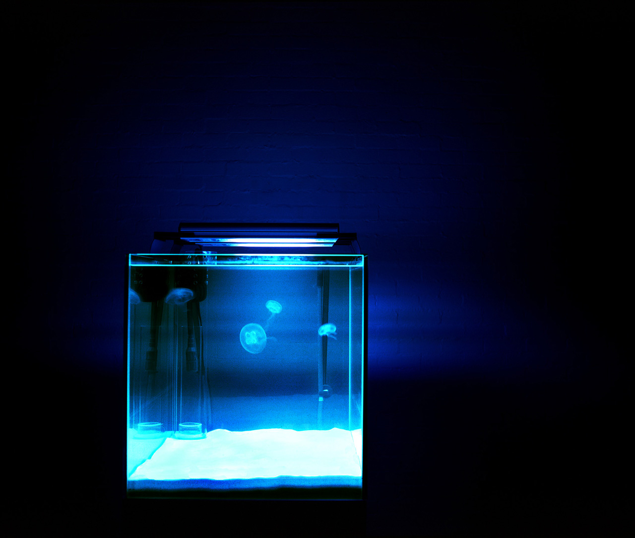 photo: kenji morita 98% wasser